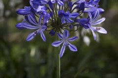 Blommor-i-vår-trädgård-Juli-2015-Afrikas-blå-Lilja-1