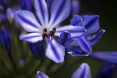 Blommor-i-vår-trädgård-Juli-2015-Afrikas-blå-Lilja-2